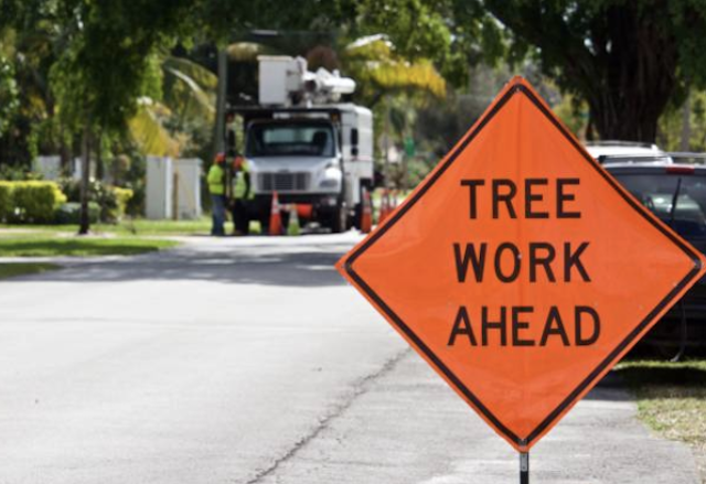 tree removal Bartow fl