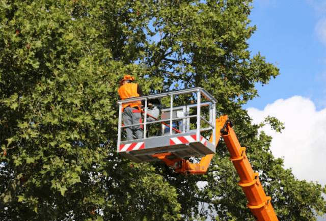 tree trimming Bartow fl
