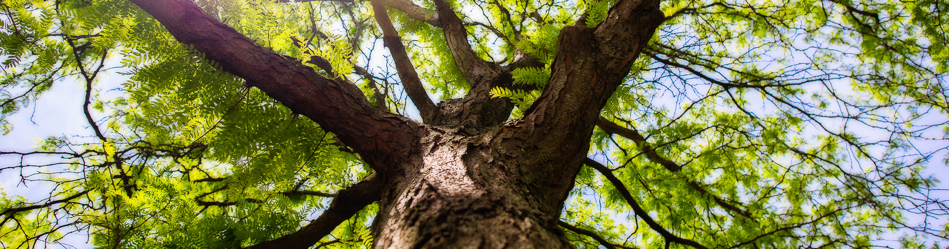 Polk Tree Care