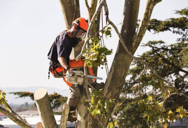 tree removal polk