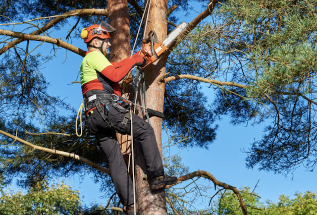 tree pruning polk