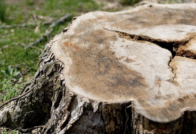 stump grinding Bartow fl